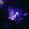 Feist