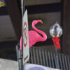 Flamand rose sur pancarte no parking.