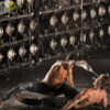 Le spectacle <a href='/artiste/warm/' >Warm</a> du Festival complètement cirque.